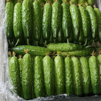 诺研一号 大包大刺 强雌性节节瓜 旱黄瓜种子 高产抗性强 口感佳图2