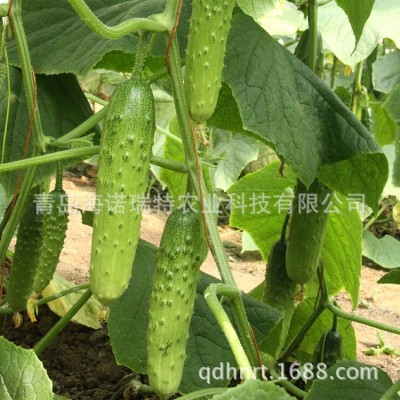 海诺瑞特四号 黄瓜种子 瓜长18cm 强雌性 白绿色 高产抗性强图3