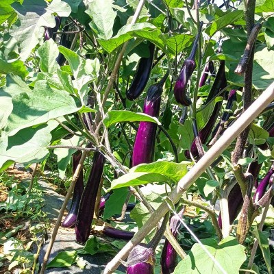 黑色长茄 菜园蔬菜种子细选品类果实饱满 货源稳定发货迅速图4