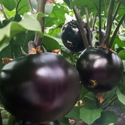 黑亮圆茄 圆茄种子茄子种籽黑色圆型肉厚田园蔬菜种孑菜种春季图4