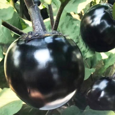 黑亮圆茄 圆茄种子茄子种籽黑色圆型肉厚田园蔬菜种孑菜种春季图2