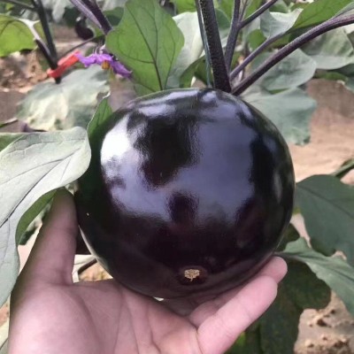 黑亮圆茄 圆茄种子茄子种籽黑色圆型肉厚田园蔬菜种孑菜种春季图3