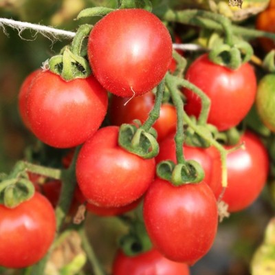 樱桃番茄西红柿种子景观蔬果菜易活四季庭院家盆栽阳台园艺花籽图2