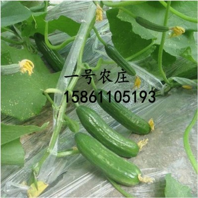 荷兰水果小黄瓜种籽蔬菜种子孑大全高产四季农家早春夏季阳台南方图3
