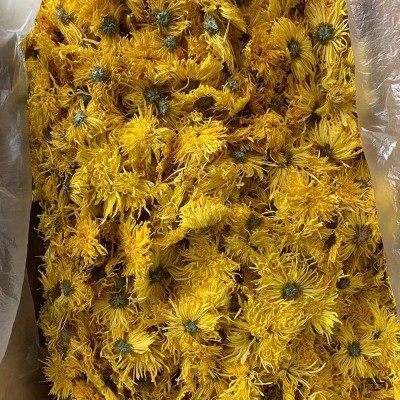 2022金丝皇菊散货批发大朵一朵一杯菊花金丝婺源散货产地基地供应图4