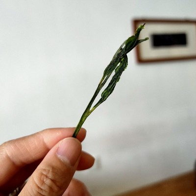 批发太平猴魁2023新茶兰花香头采捏尖雨前绿茶叶盒装图3