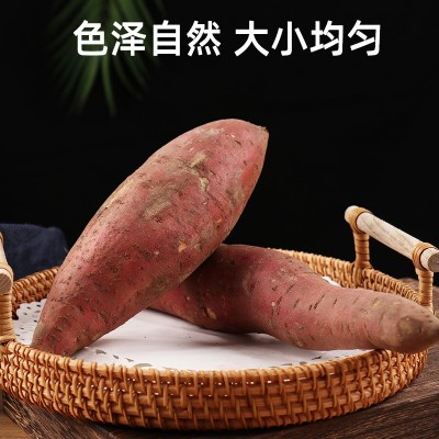 批发红薯板栗沙地蜜薯地瓜山芋新鲜香甜番薯5斤带箱源头新鲜现挖图2