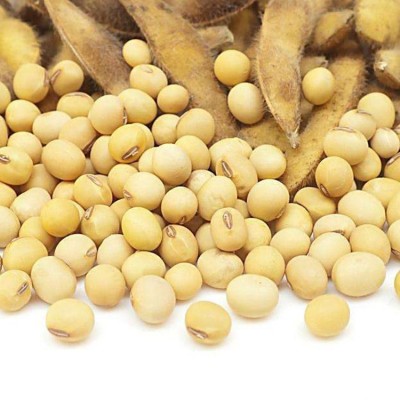 菏泽厂家批发食用黄豆 优良五谷杂粮大豆 豆芽用黄豆图2