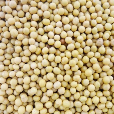 菏泽厂家批发食用黄豆 优良五谷杂粮大豆 豆芽用黄豆图3