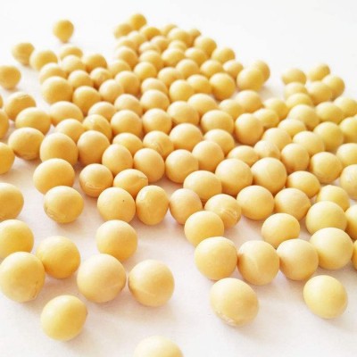菏泽厂家批发食用黄豆 优良五谷杂粮大豆 豆芽用黄豆图5