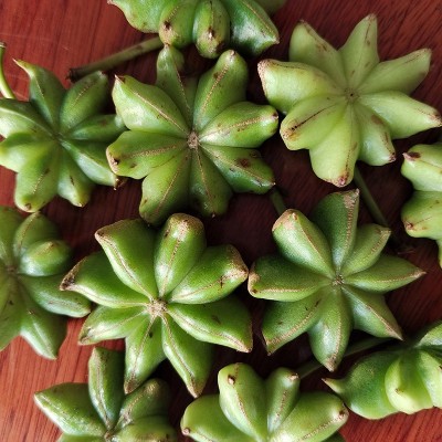 现货批发大红八角 家用炒菜炖汤调味料量大价优足干春花大红八角图3