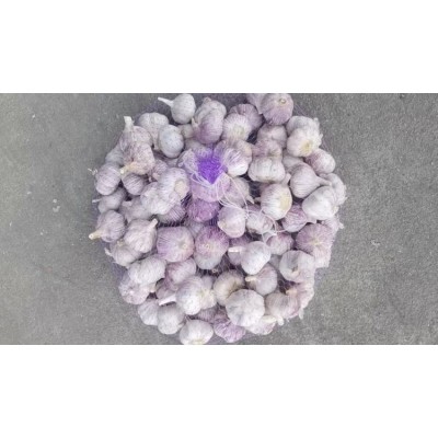 紫皮大蒜 天然有机 新鲜健康 优质绿色 包邮 可做加工图5