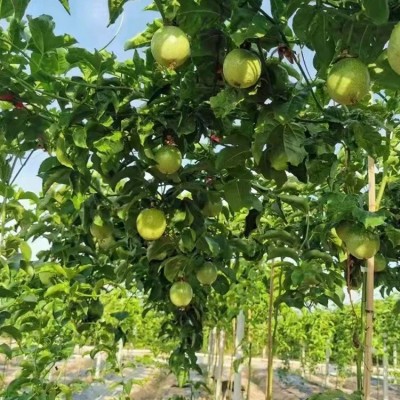 黄金百香果海南钦蜜9号一级芭乐西番莲鸡蛋果图5