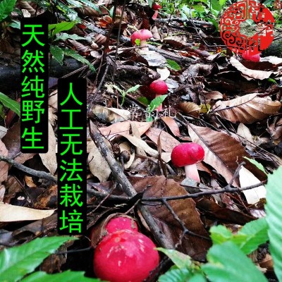 福建野生红菇干货大量批发产地直供云南广西正红菇非二红 500克图3