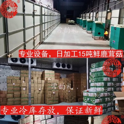 特级鹿茸菇干货粗壮条切根福建厂家直销大量供应批发250克图3
