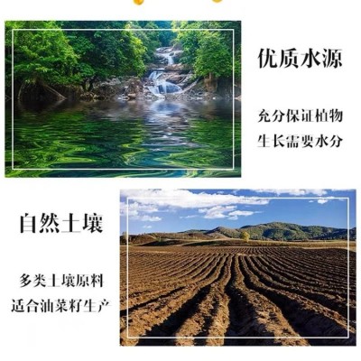 金利川冷榨山菜油5L桶装 小黑籽冷榨工艺 健康好油兼顾营养与美味图3