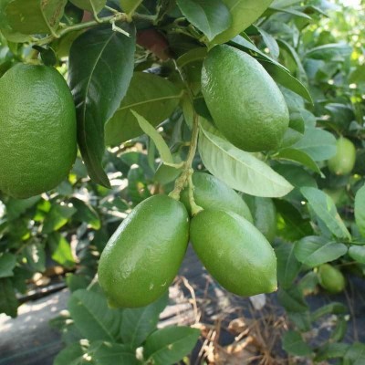 广东香水柠檬无籽热带当季新鲜水果批发奶茶店海南青柠檬整箱包邮图2