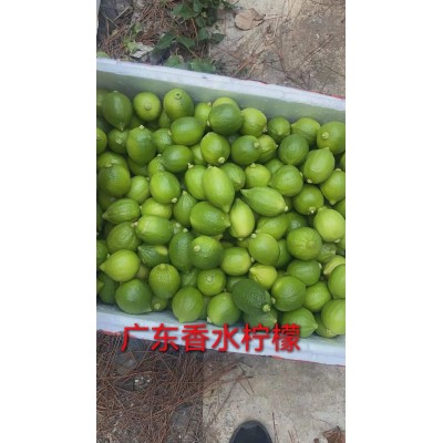 广东香水柠檬无籽热带当季新鲜水果批发奶茶店海南青柠檬整箱包邮图4