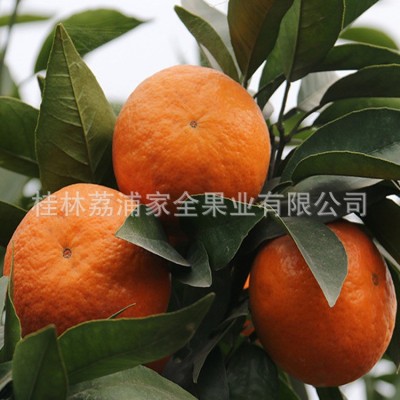 广西砂糖橘现货当季新鲜水果橘子蜜桔蜜橘整箱批发美国出口图3