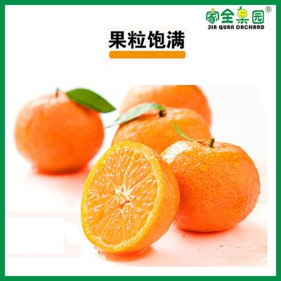 广西砂糖橘现货当季新鲜水果橘子蜜桔蜜橘整箱批发美国出口图1
