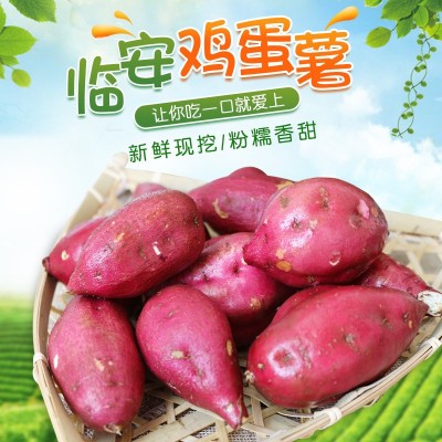 临安天目山小香薯新鲜现挖农家小红薯板栗番薯山芋迷你地瓜鸡蛋薯图4