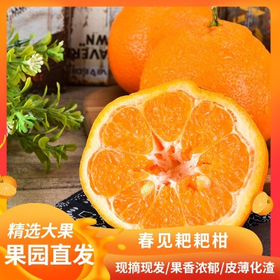 桔子丑桔现摘水果新鲜整箱10当季丑八怪耙耙图1