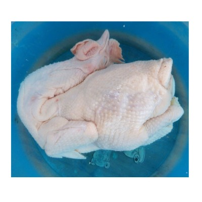 文昌鸡海南特产饲养120至130天现杀生鲜鸡肉整只鸡椰子鸡火锅食材图4