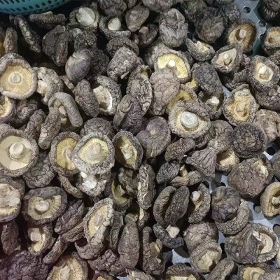 新货干香菇板菇食用菌蘑菇干春栽剪脚香菇工厂现货批发出口图2