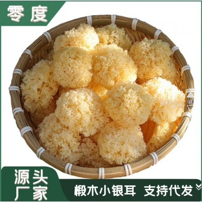 古田农家椴木小银耳 新耳采摘严选白木耳糯耳小银耳500g干货 厂家图1