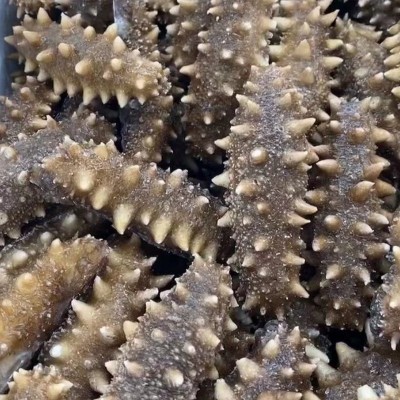 工厂批发鲜食海参辽参刺参海参非干货500g海参一手货源一件代发图3