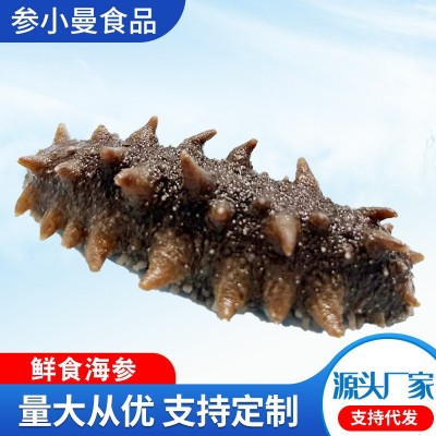 工厂批发鲜食海参辽参刺参海参非干货500g海参一手货源一件代发图1