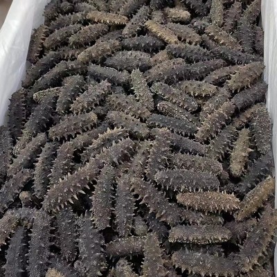 现货供应大连海参干货厂家批发辽参刺参肉质饱满纯淡干高泡发海参图4