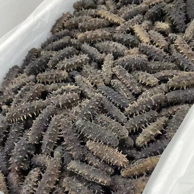 现货供应大连海参干货厂家批发辽参刺参肉质饱满纯淡干高泡发海参图3