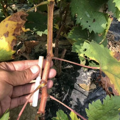 桂 林阳光玫瑰葡萄苗每株售价合理 肖卷忠基地现挖现发 欢迎购买图5