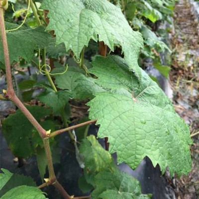桂 林阳光玫瑰葡萄苗每株售价合理 肖卷忠基地现挖现发 欢迎购买图1