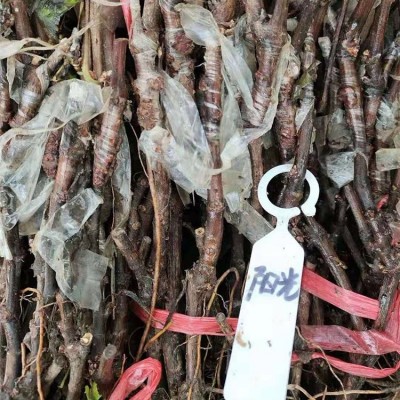 桂 林阳光玫瑰葡萄苗每株售价合理 肖卷忠基地现挖现发 欢迎购买图3