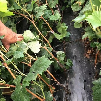 桂 林阳光玫瑰葡萄苗每株售价合理 肖卷忠基地现挖现发 欢迎购买图4