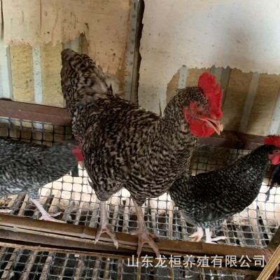 孵化场出售绿壳蛋鸡芦花鸡苗活体 脱温黑芦花鸡幼苗芦花鸡蛋价格图2
