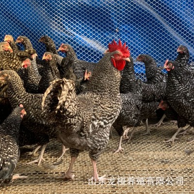 孵化场出售绿壳蛋鸡芦花鸡苗活体 脱温黑芦花鸡幼苗芦花鸡蛋价格图4