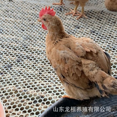 厂家销售红玉公鸡苗活体 九斤红玉公鸡苗 大红公鸡小鸡仔批发价格图3
