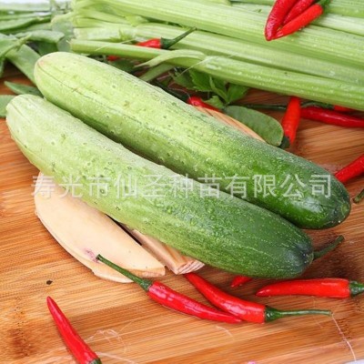 批发蔬菜种子旱黄瓜种子10克装 露地保护地种植图2