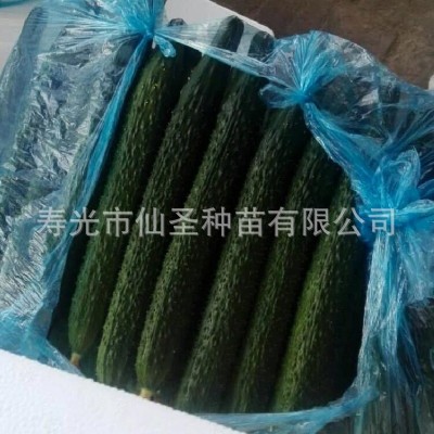 黄瓜种子大棚种植 越冬黄瓜种子 批发寿光蔬菜种子 富来旺图3