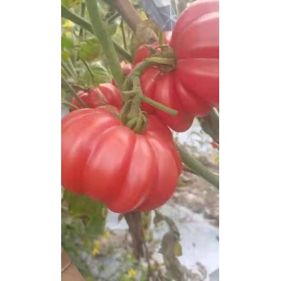 马蹄番茄种子西红柿种子特菜种子图3