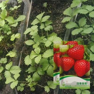 厂家供应 四季草莓种 草莓种子室内阳台盆栽蔬菜水果种子花卉种子图2