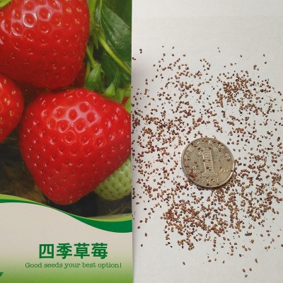 厂家供应 四季草莓种 草莓种子室内阳台盆栽蔬菜水果种子花卉种子图4