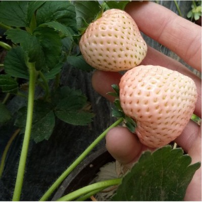 厂家供应 百花之缘 奶油白草莓 果园奶油白草莓种子现货批发图3
