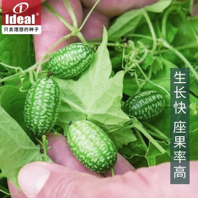 厂家直销拇指西瓜小西瓜种子菜籽蔬菜籽农家庭院阳台办公室种植图2