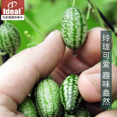厂家直销拇指西瓜小西瓜种子菜籽蔬菜籽农家庭院阳台办公室种植图3