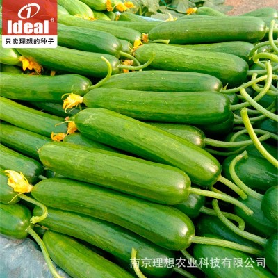 水果黄瓜种子甜脆全年四季播种无刺小黄瓜种子阳台盆栽蔬菜籽理想
