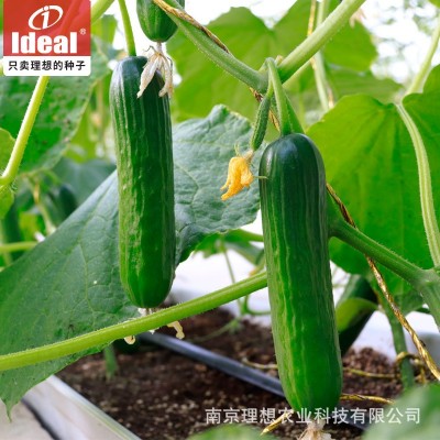 水果黄瓜种子甜脆全年四季播种无刺小黄瓜种子阳台盆栽蔬菜籽理想图3